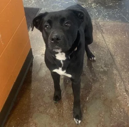 An adult large-sized female Mixed Breed dog named Coco Bee for adoption in Cincinnati, OH