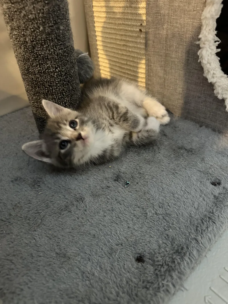 A baby medium-sized male Gray / Blue / Silver Domestic Short Hair cat named Monkey D. Luffy for adoption in Fruit Heights, UT