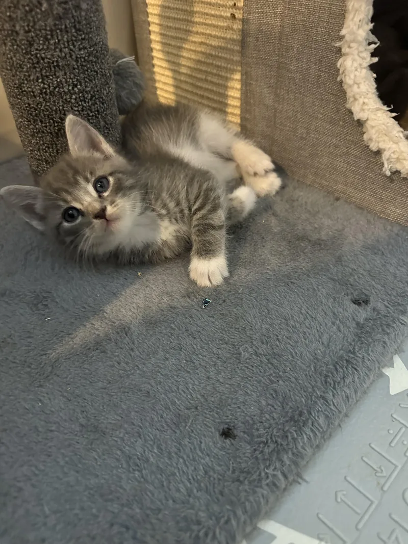 Monkey D. Luffy thumbnail 2