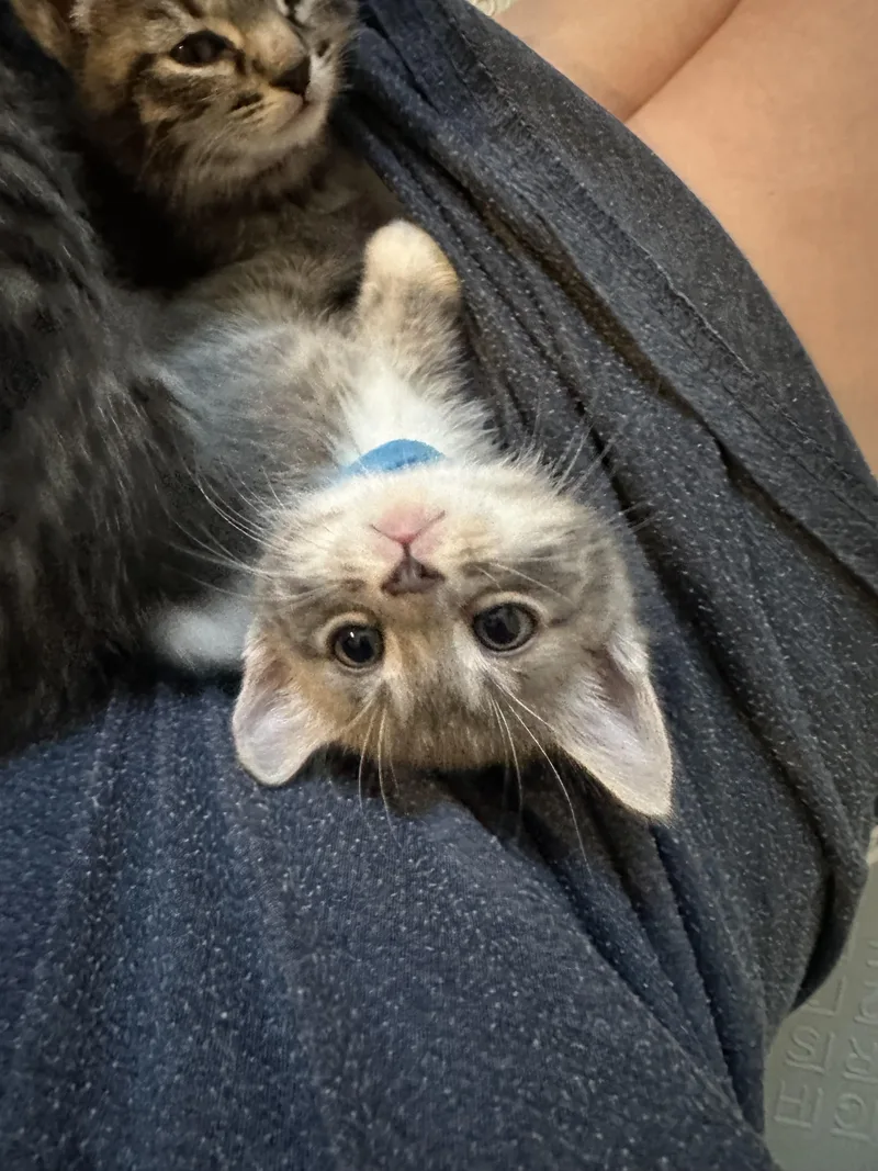 Monkey D. Luffy thumbnail 3