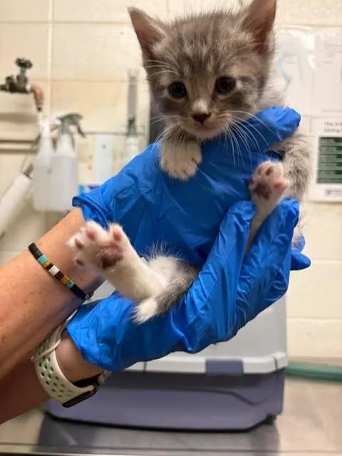 Monkey D. Luffy thumbnail 4