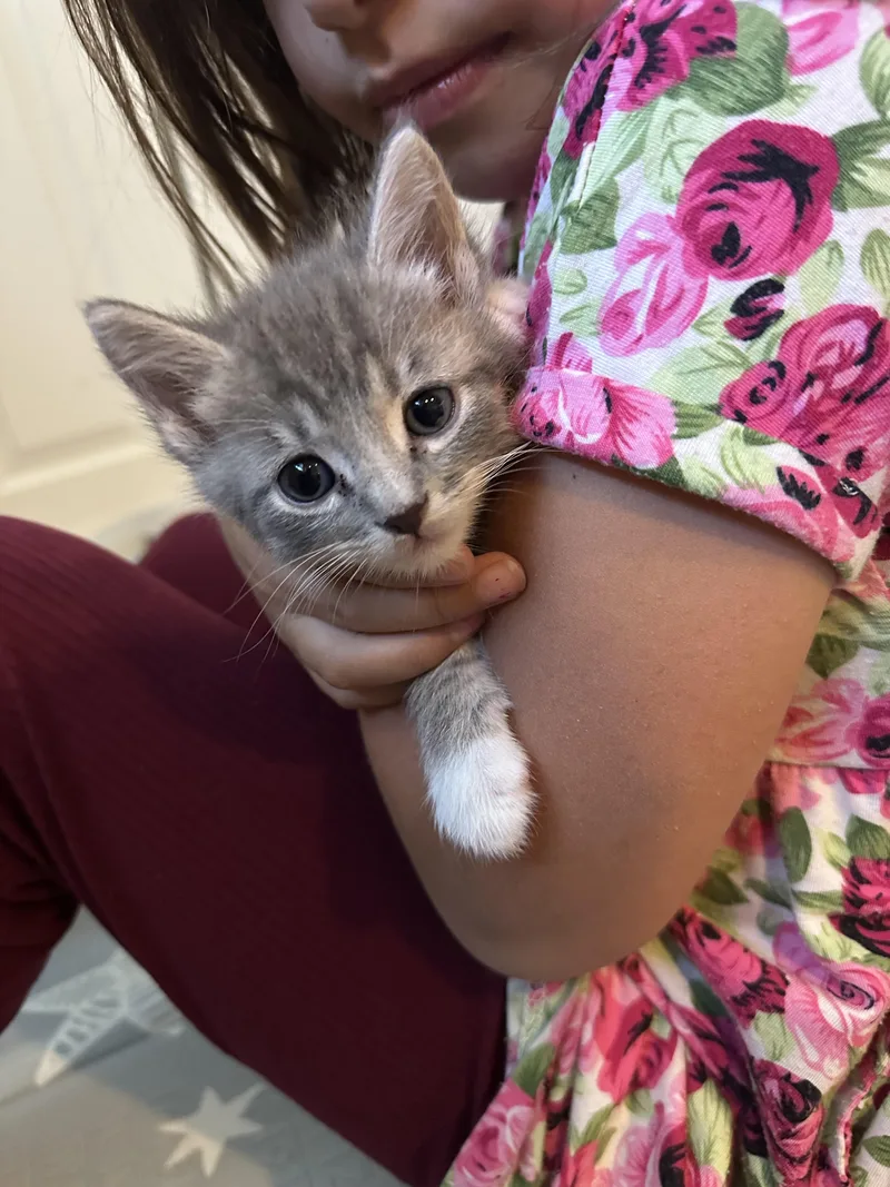 Monkey D. Luffy thumbnail 5