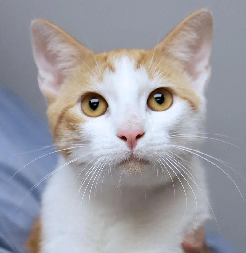 A young medium-sized male Domestic Short Hair cat named Belerion for adoption in Kansas City, KS
