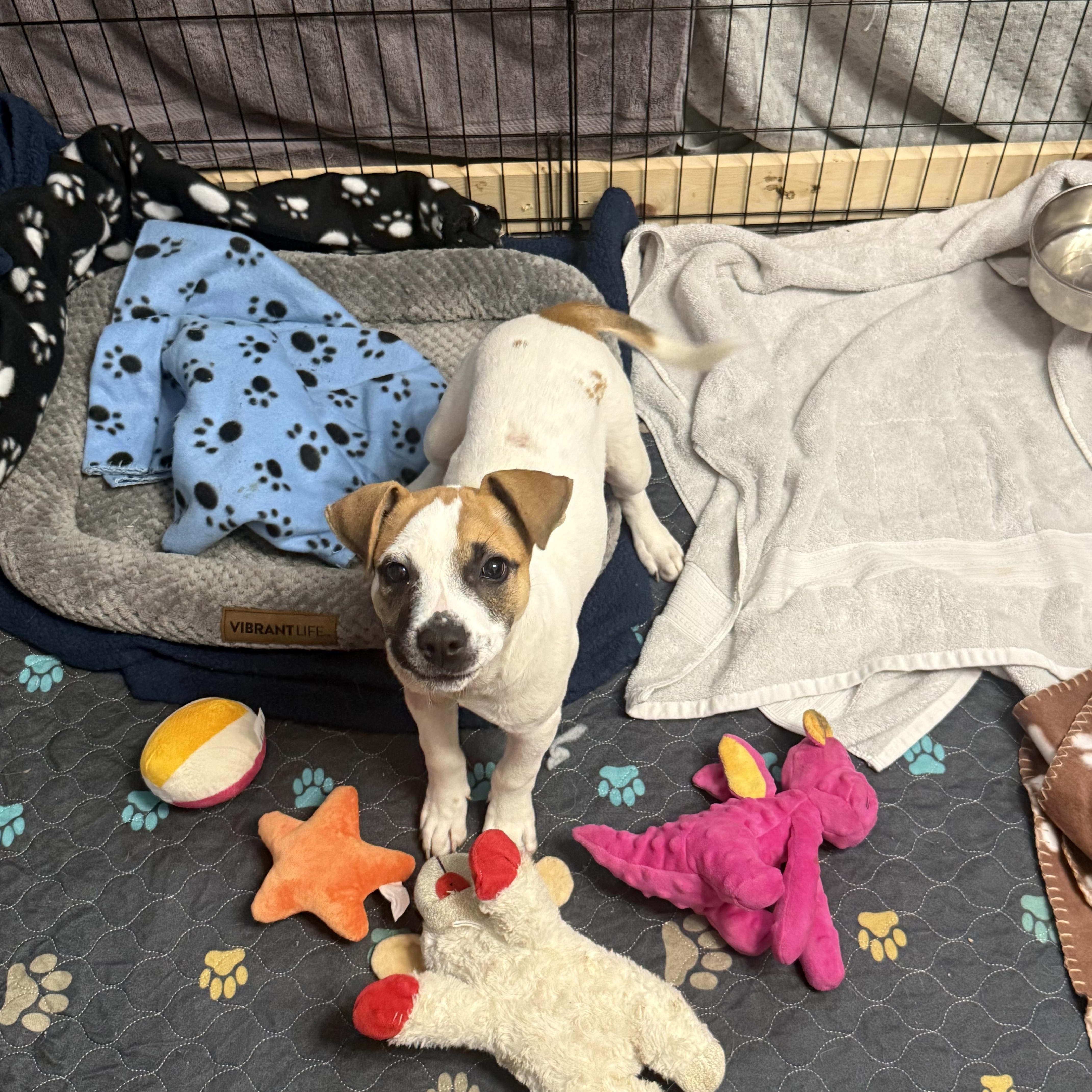 A young medium-sized female White / Cream Jack Russell Terrier dog named Violet for adoption in Choctaw, OK