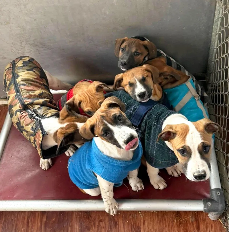 Hound Mix Pups Boys thumbnail 2