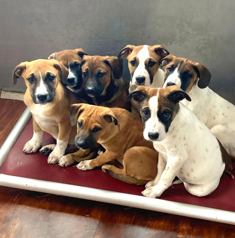 Hound Mix Pups Boys thumbnail 3