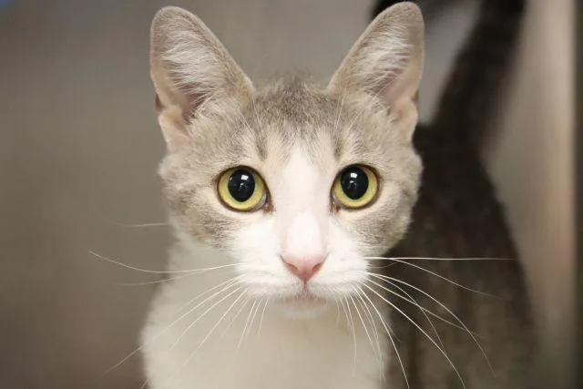 A young small-sized female Domestic Short Hair cat named Violet for adoption in Tucson, AZ