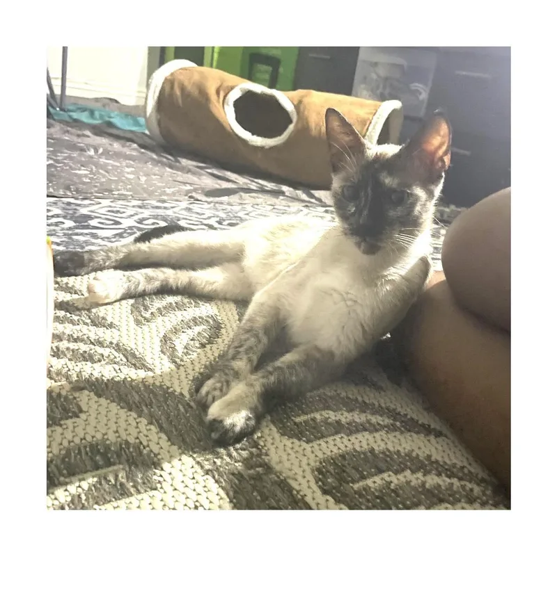 Buttercup thumbnail 2