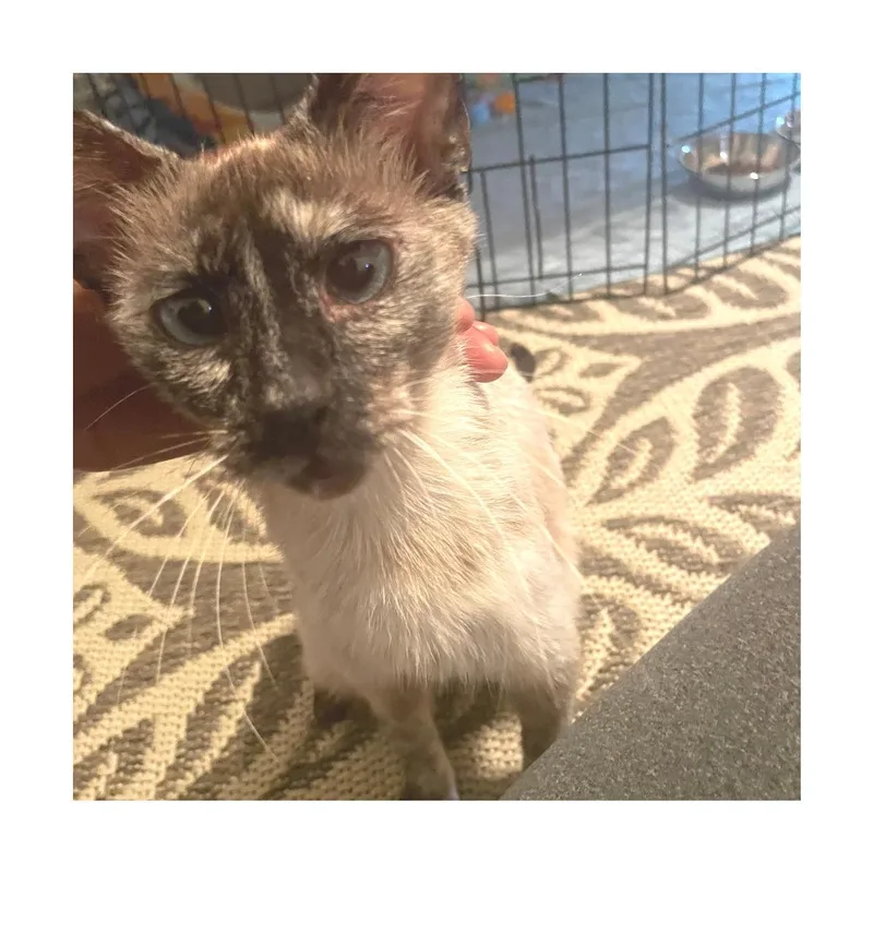 Buttercup thumbnail 3