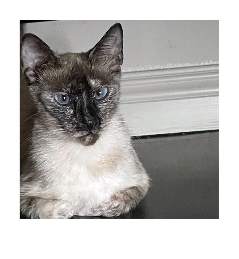Buttercup thumbnail 4
