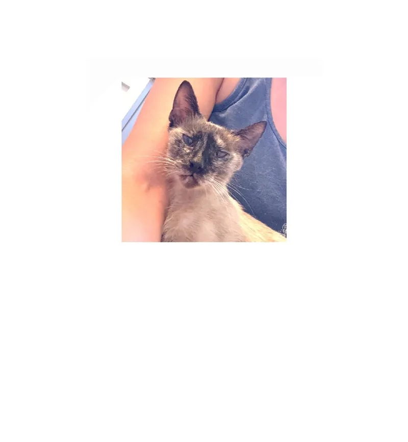 Buttercup thumbnail 5