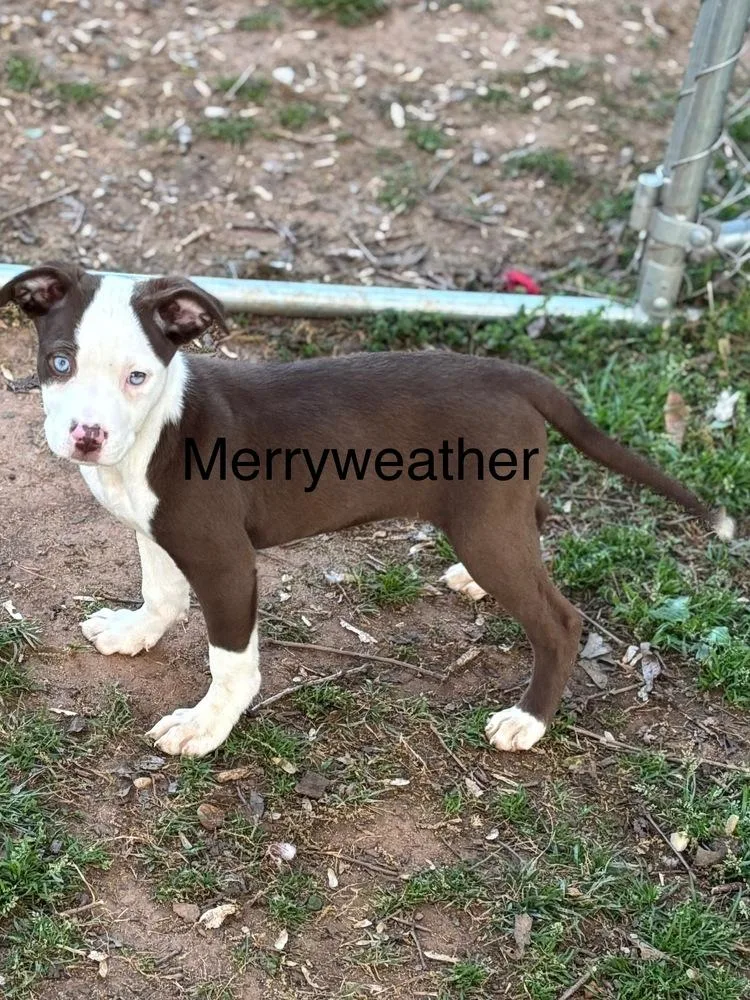 A baby medium-sized female Tricolor (Brown, Black, & White) Mixed Breed dog named Merryweather for adoption in Mooresville, NC