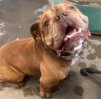 An adult large-sized male English Bulldog dog named Roland for adoption in Camarillo, CA