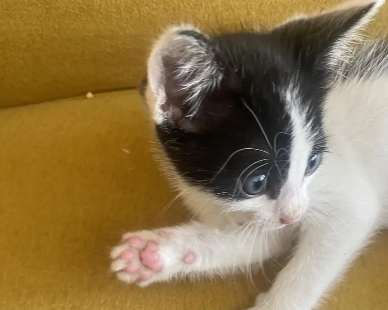Freddie thumbnail 2