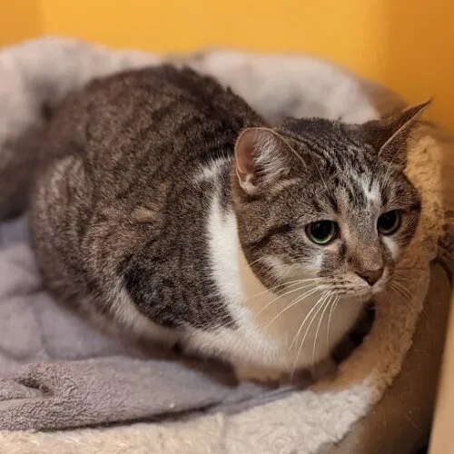 An adult medium-sized female Tabby (Brown / Chocolate) Domestic Short Hair cat named Cuddles for adoption in Tipp City, OH