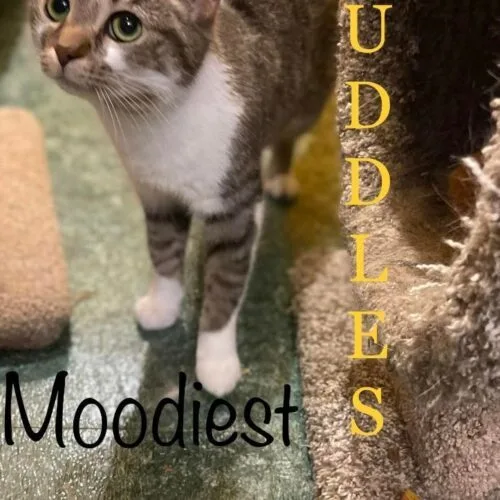 Cuddles thumbnail 2