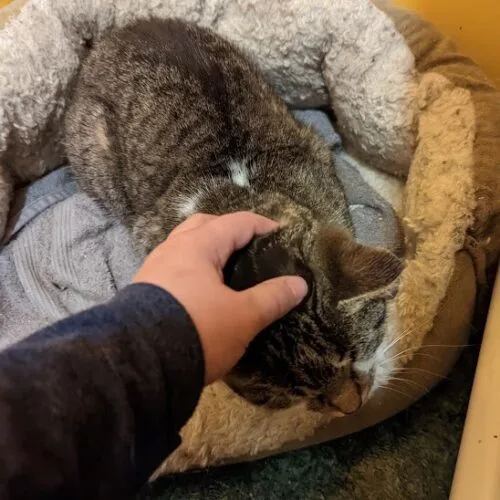 Cuddles thumbnail 5