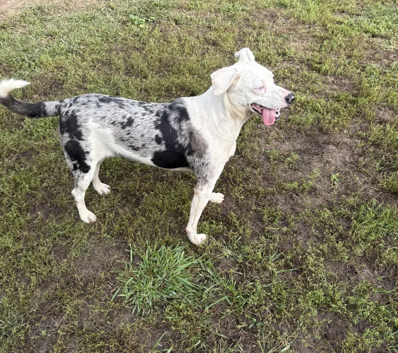 A young medium-sized female Australian Shepherd dog named Zephyr for adoption in Eaton Rapids, MI