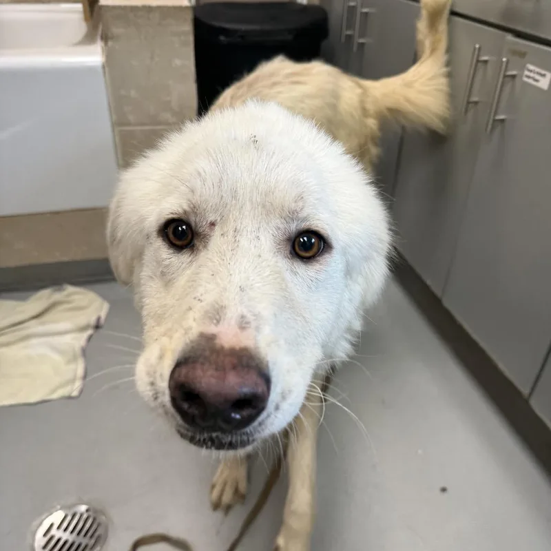 An adult medium-sized female White / Cream Great Pyrenees dog named Rue for adoption in Troy, VA