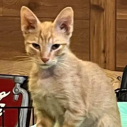 A baby small-sized male Orange / Red Domestic Short Hair cat named Twizzler for adoption in Grand Island, NE