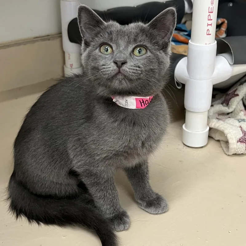 A baby small-sized female Gray / Blue / Silver Domestic Short Hair cat named Hali for adoption in Delaware, OH