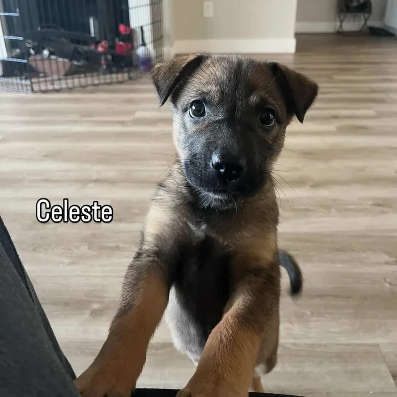 Celeste~ Sable Sweetheart