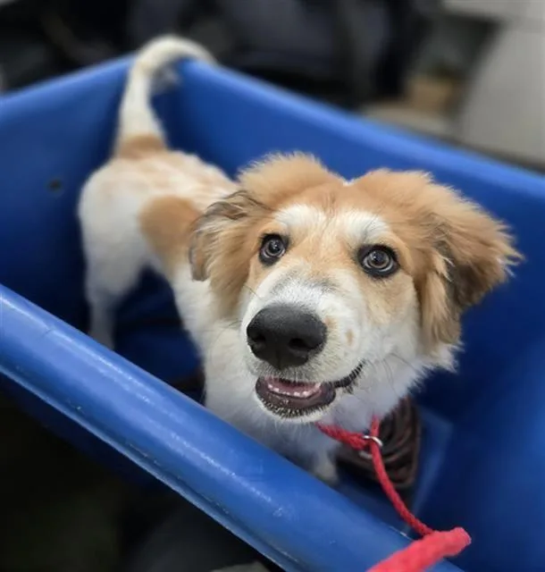 A baby medium-sized male Mixed Breed dog named Rolo for adoption in Holbrook, NY