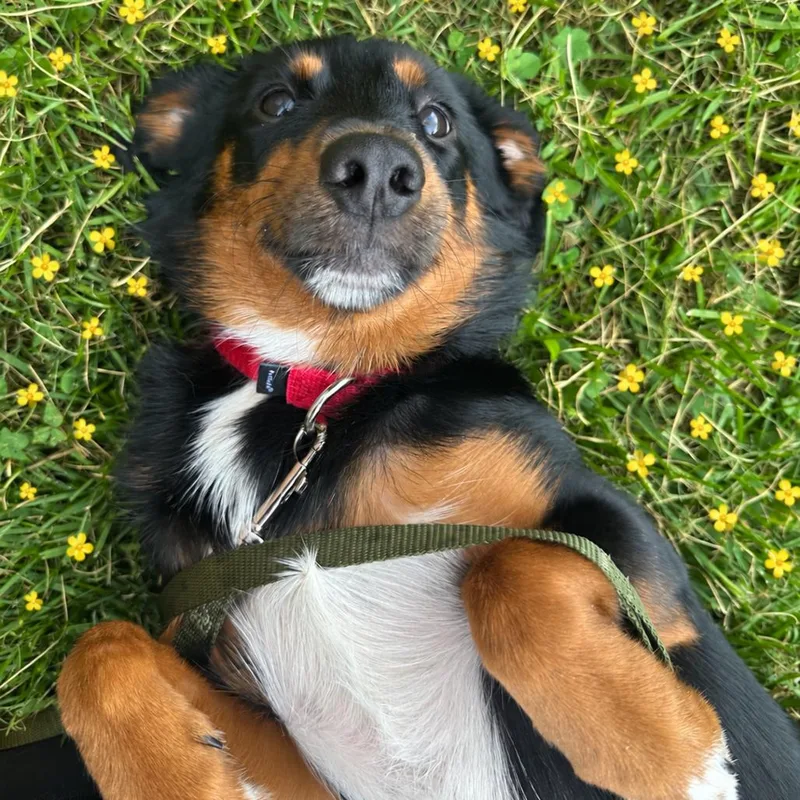 A young small-sized female Black Mixed Breed dog named Elle for adoption in Pittsburgh, PA