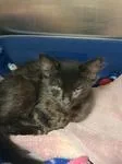 A baby medium-sized female Black Domestic Long Hair cat named Darci for adoption in Heathsville, VA