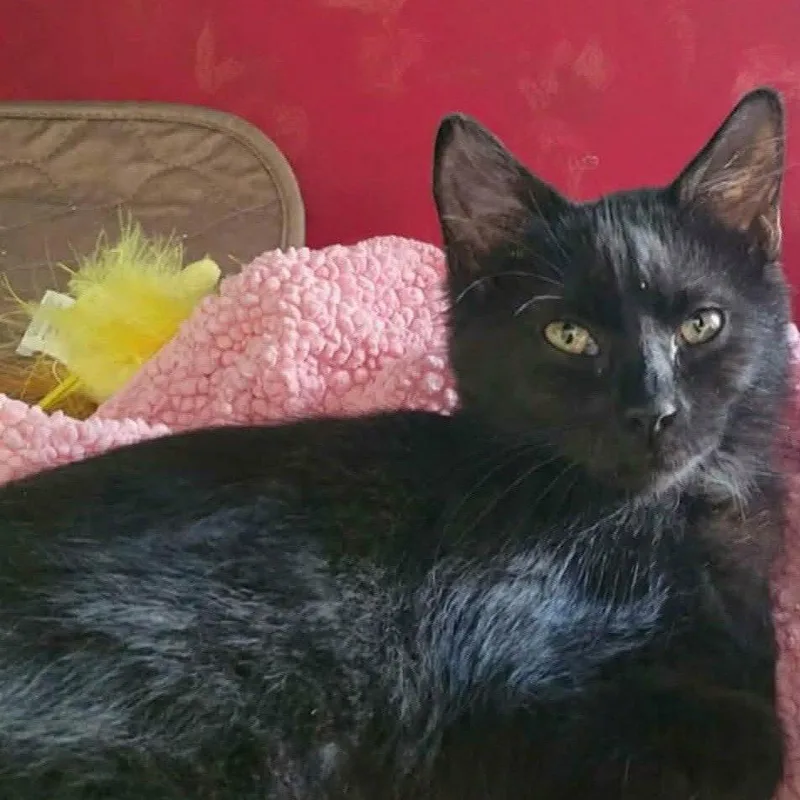 A young medium-sized female Domestic Medium Hair cat named Lacey for adoption in Evergreen, CO