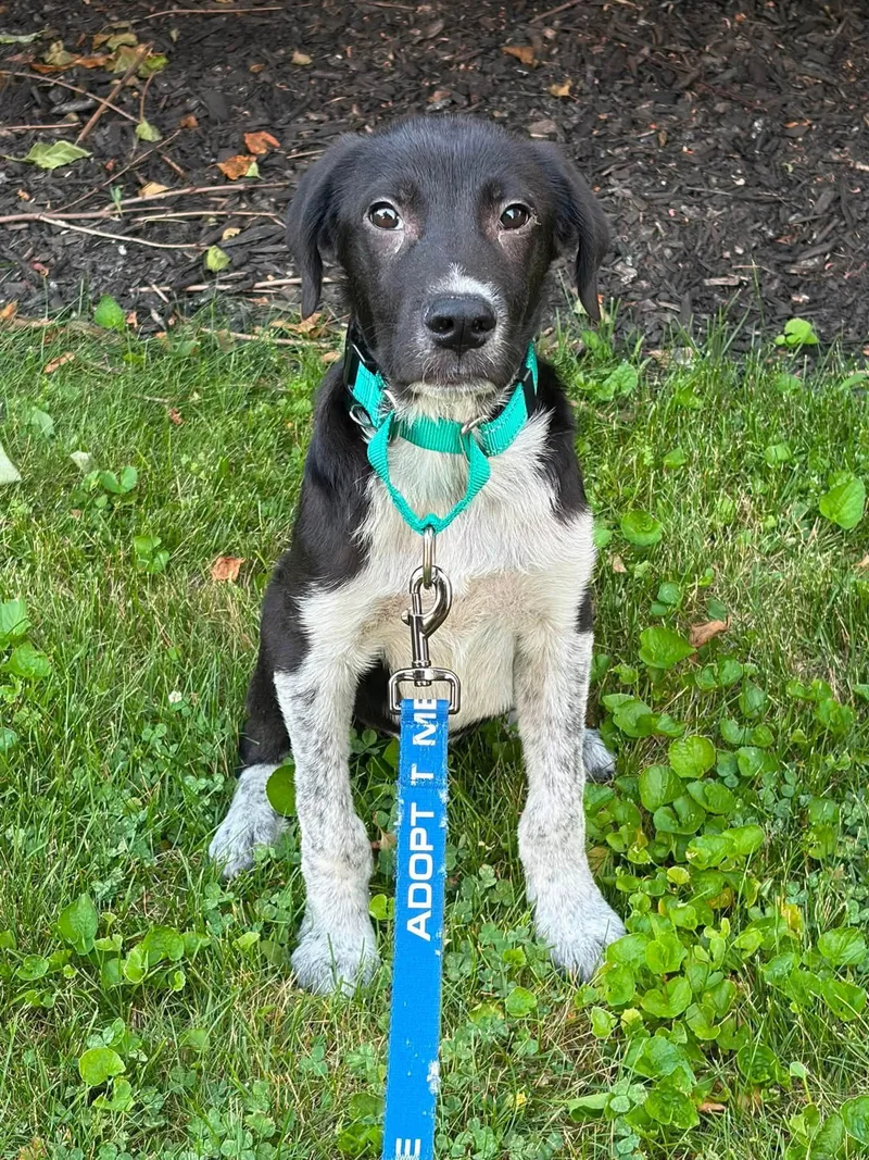 A baby large-sized male German Shorthaired Pointer dog named Anthony for adoption in New London, WI
