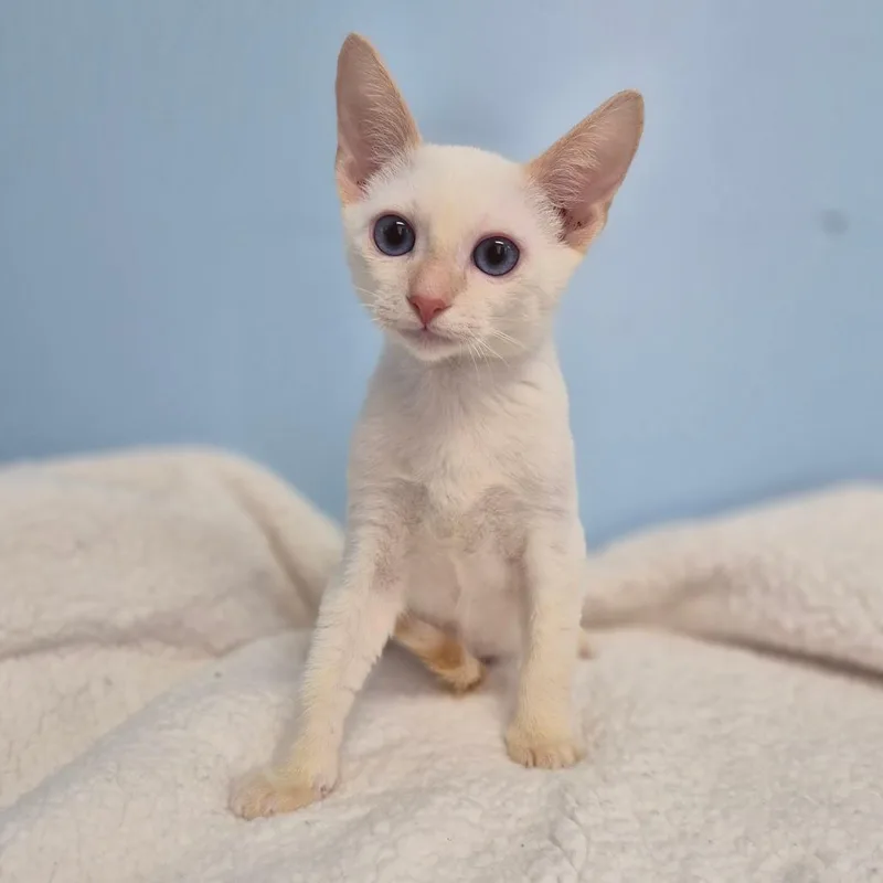 A baby small-sized male White Domestic Short Hair cat named Malfoy for adoption in Wahiawa, HI