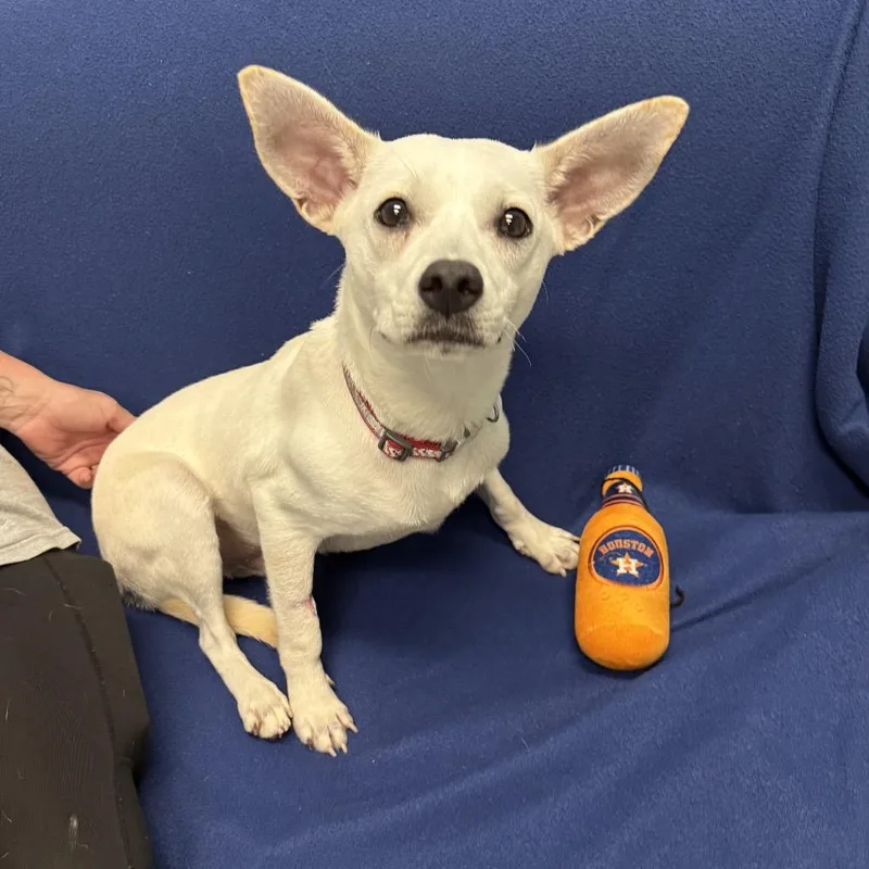 A young small-sized male White / Cream Chihuahua dog named Samson for adoption in Houston, TX