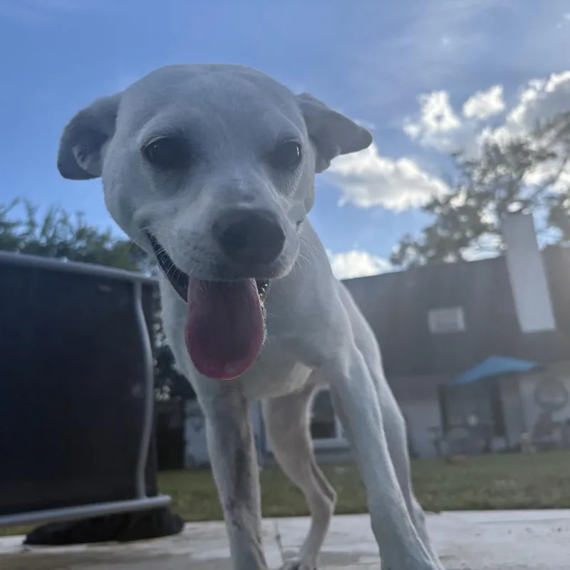 Samson thumbnail 6