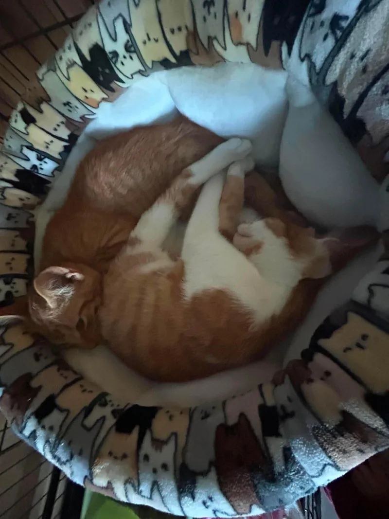 A baby small-sized male Orange / Red Domestic Short Hair cat named Fargo for adoption in Pittsburgh, PA
