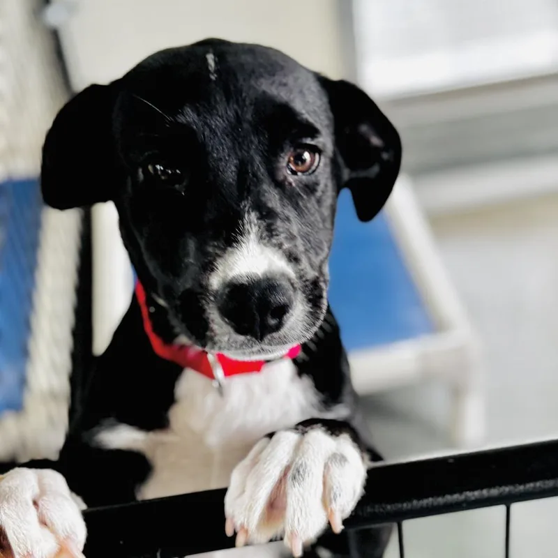 A baby medium-sized female Black Mixed Breed dog named Persimmon for adoption in Bradenton, FL
