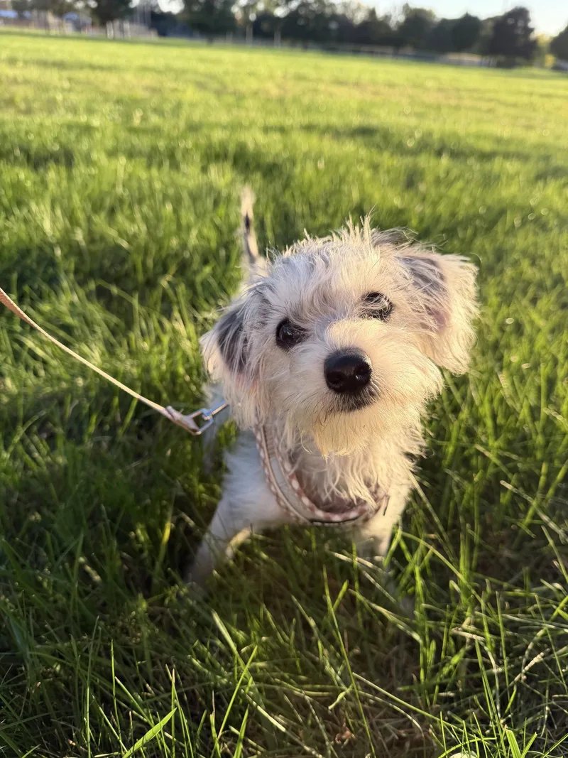 A baby small-sized male Maltese dog named Alfie for adoption in Wheaton, IL