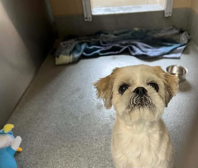 An adult small-sized male Shih Tzu dog named Guillermo for adoption in Tustin, CA