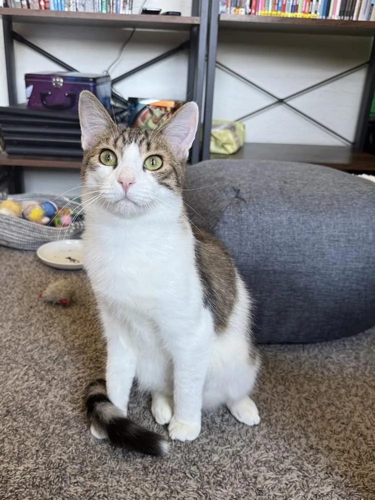 A baby small-sized male Black & White / Tuxedo Domestic Short Hair cat named Silco for adoption in West Mifflin, PA