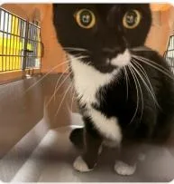 An adult medium-sized female Domestic Short Hair cat named Orio for adoption in West Chester, PA