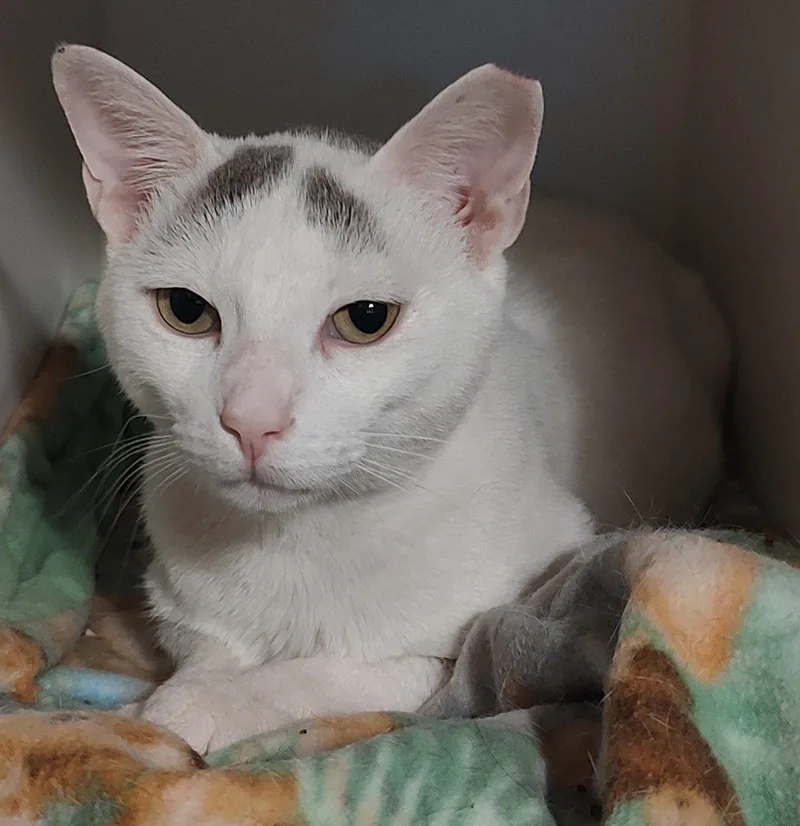 An adult large-sized male Domestic Short Hair cat named Blanco for adoption in Phoenix, AZ
