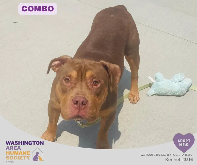 An adult large-sized male Golden Staffordshire Bull Terrier dog named Combo for adoption in Eighty Four, PA