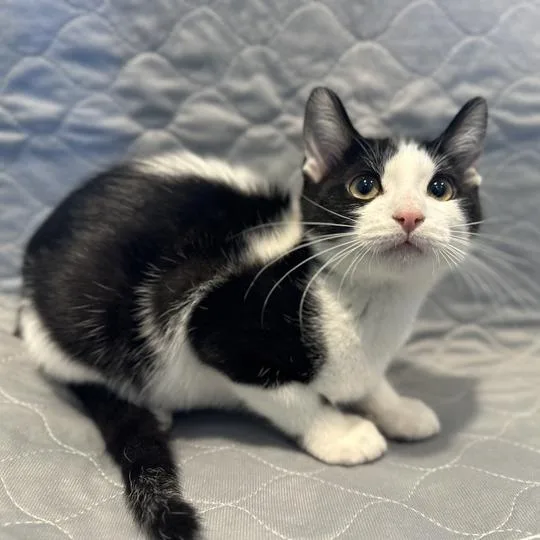 A baby small-sized male Black Domestic Short Hair cat named Gunhee for adoption in Matteson, IL