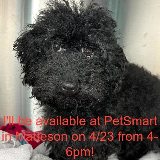 An adult small-sized male Black Poodle dog named Theodore for adoption in Matteson, IL