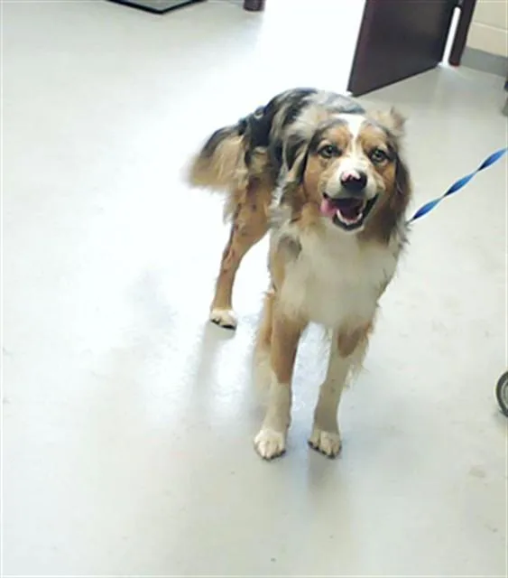 A young medium-sized male Australian Shepherd dog named Quinn for adoption in Fayetteville, NC