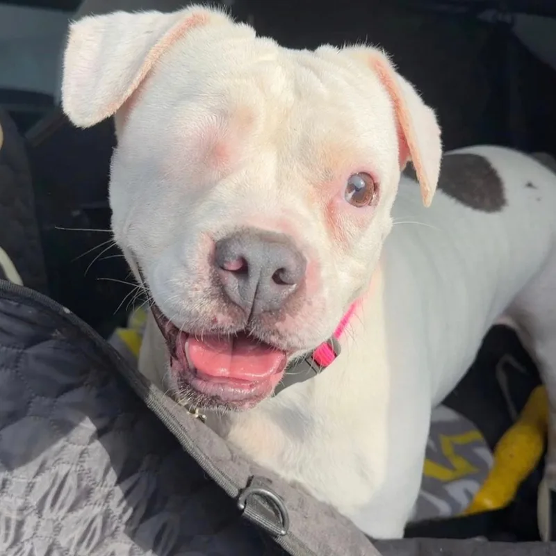 An adult small-sized female Mixed Breed dog named Coral for adoption in Springboro, OH