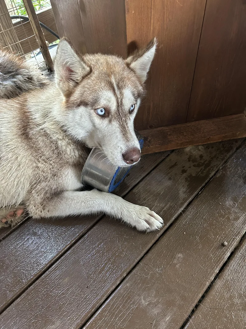 Scarlett thumbnail 2