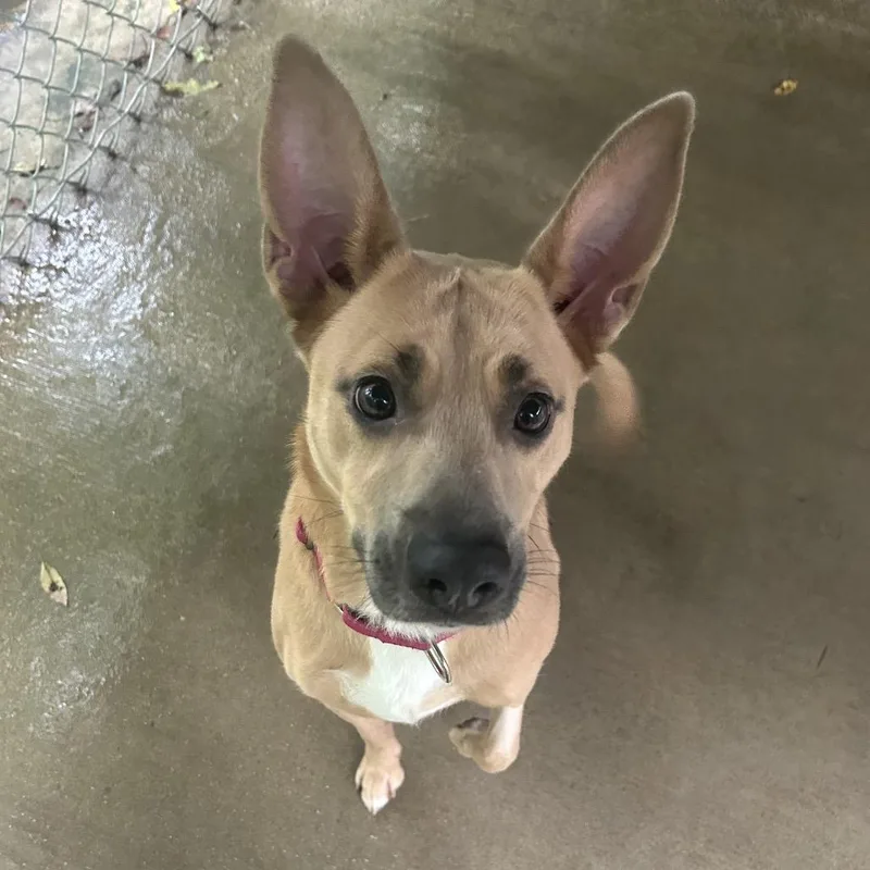 An adult medium-sized female Mixed Breed dog named Laila for adoption in Greenville, PA