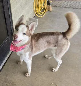 An adult medium-sized female Siberian Husky dog named Zoey for adoption in Bucyrus, OH