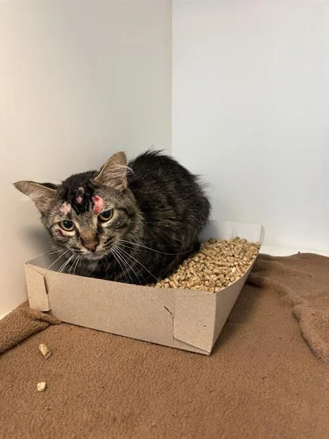 A young small-sized male Domestic Short Hair cat named Torvald for adoption in Indianapolis, IN